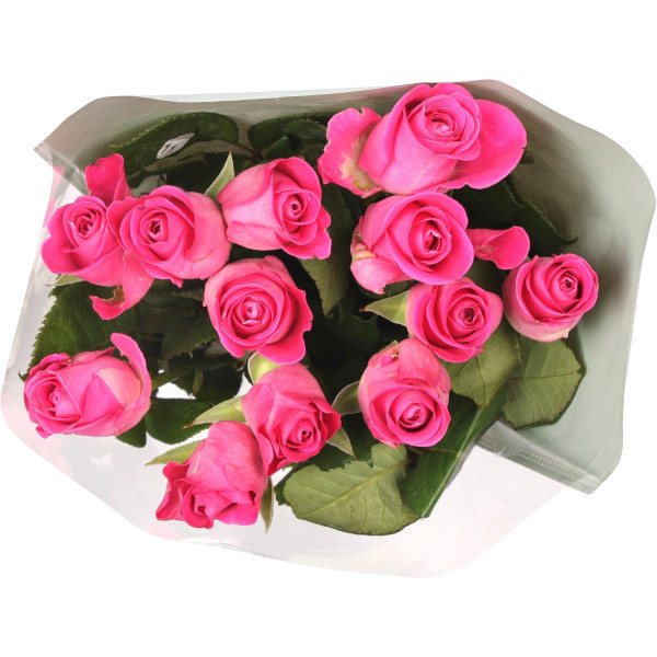 ICA Rosor 50cm Fairtrade Rosa