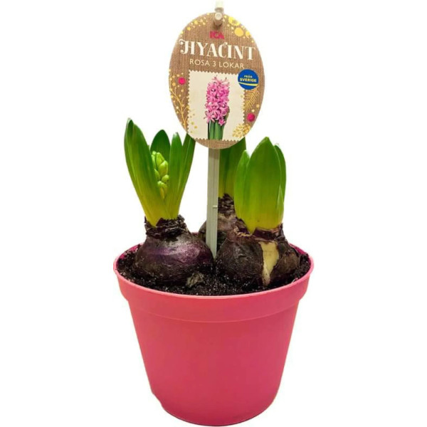 ICA Hyacint Rosa 3 Lökar
